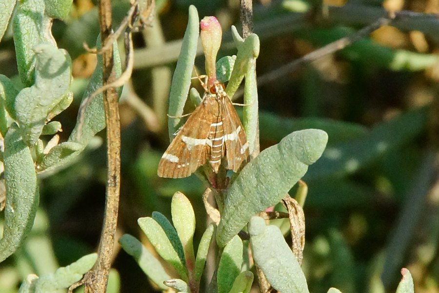 Piccola falena da identificare